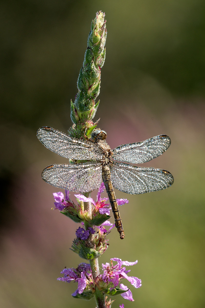 Identificazione: Orthetrum coerulescens